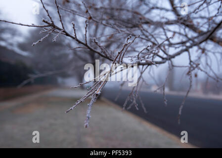 Eisige Frost auf einem Zweig von einem Baum an einem Sub Zero kalt und neblig Winter morgen auf einer Straße in Bathurst New South Wales, Australien Stockfoto