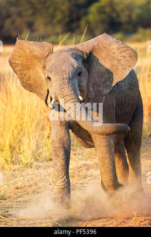 Wütende Elefanten an den South Luangwa National Park, Sambia, (Loxodo Stockfoto