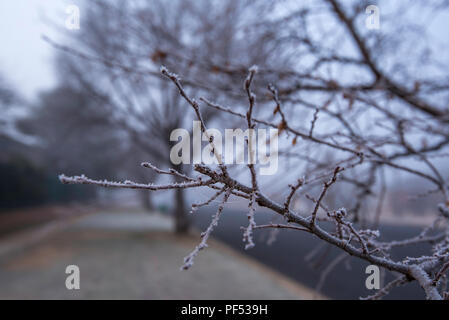 Eisige Frost auf einem Zweig von einem Baum an einem Sub Zero kalt und neblig Winter morgen auf einer Straße in Bathurst New South Wales, Australien Stockfoto