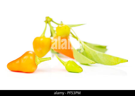 Gruppe von fünf ganze Hot red orange Chili zwei im Fokus auf weißem Hintergrund Stockfoto