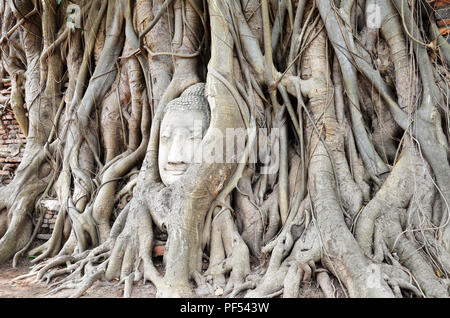 Der Leiter der Sandstein Buddha Bild in Ayudhya Stockfoto