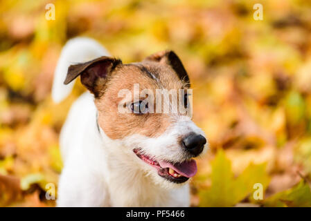 Herbstliche Portrait von süßen Jack Russell Terrier hunde Welpen Stockfoto