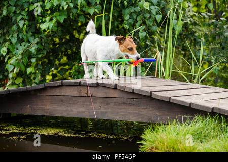 Hund, Fische zu fangen, die mit Spielzeug Angelrute am Teich Stockfoto