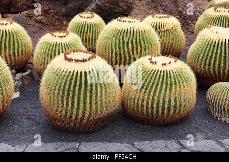 Cactus Kugeln in tropischen Kakteengarten Jardin de Cactus in Guatiza Dorf, Lanzarote, Kanarische Inseln Stockfoto