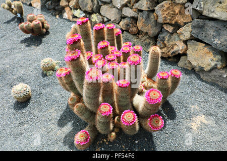 Tropische Kakteen Garten mit Blumen Jardin de Cactus in Guatiza Dorf, Lanzarote, Kanarische Inseln Stockfoto