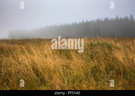 Auf dem Plateau der Hohen Moor Hohe Venn im Osten von Belgien. auf dem Plateau des Hochmoors Hohes Venn, Belgien. Stockfoto