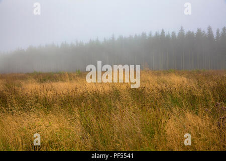 Auf dem Plateau der Hohen Moor Hohe Venn im Osten von Belgien. auf dem Plateau des Hochmoors Hohes Venn, Belgien. Stockfoto