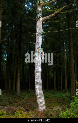 Toter Baum auf dem Plateau der Hohen Moor Hohe Venn im Osten von Belgien. abgestorbener Baum auf dem Plateau des Hochmoors Hohes Venn, Belgien. Stockfoto