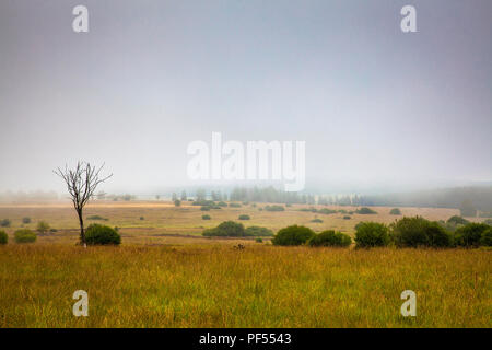 Auf dem Plateau der Hohen Moor Hohe Venn im Osten von Belgien. auf dem Plateau des Hochmoors Hohes Venn, Belgien. Stockfoto