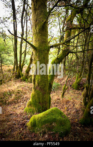 Mit Moos bedeckt Baum auf dem Plateau der Hohen Moor Hohe Venn im Osten von Belgien. mit Moos bedeckter Baum auf dem Plateau des Hochmoors Hohes Stockfoto