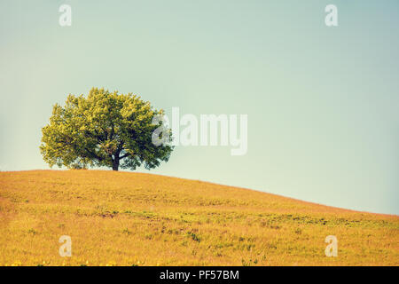 Allein Olivenbaum auf dem Hügel, mit grünen Gras bedeckt, schöne frische Natur, Toskana, Italien Stockfoto