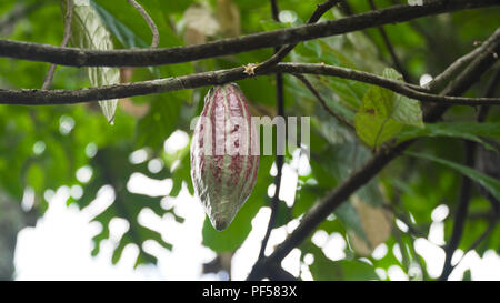 Kakaofrucht Früchte hängen an Ast. Kakao farm Plantage in der Nähe bis zu Kakao Obst ernten. Eine rohe Schokolade Obst. Hängende kakaofrucht am Baum. Stockfoto