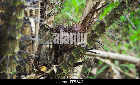 Salak Bündel oder als Schlange Frucht am Baum bekannt, dünne braune Schale Schlangenmuster, saftige Früchte. Bali, Indonesien. Stockfoto