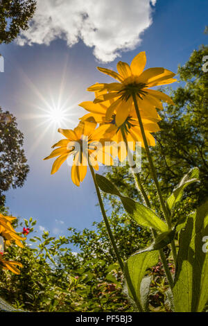 Gelbe Blüten von unten gegen den blauen Himmel Stockfoto