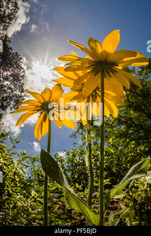 Gelbe Blüten von unten gegen den blauen Himmel Stockfoto