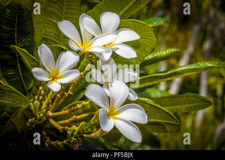 Nahaufnahme von Weiß mit gelben Zentren Plumeria Blumen auch bekannt als Lei Blumen oder Frangipani Stockfoto