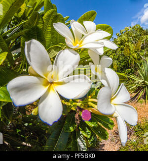 Nahaufnahme von Weiß mit gelben Zentren Plumeria Blumen auch bekannt als Lei Blumen oder Frangipani Stockfoto