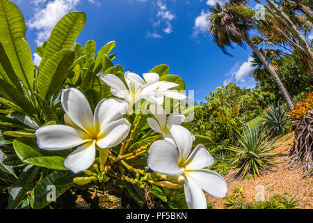 Nahaufnahme von Weiß mit gelben Zentren Plumeria Blumen auch bekannt als Lei Blumen oder Frangipani Stockfoto