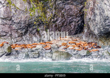 Seehunde auch bekannt als gemeinsame Dichtung auf felsigen Strand in Prince William Sound in der Nähe von Valdez, Alaska Stockfoto