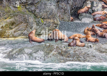 Seehunde auch bekannt als gemeinsame Dichtung auf felsigen Strand in Prince William Sound in der Nähe von Valdez, Alaska Stockfoto