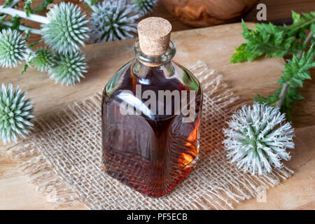 Eine Flasche große Kugel - thistle Tinktur aus frischen blühenden Echinops sphaerocephalus Anlage Stockfoto