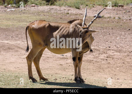 Gemeinsame Eland in Phoenix Zoo Stockfoto