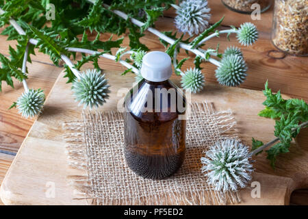 Eine Flasche große Kugel - thistle Tinktur aus frischen blühenden Echinops sphaerocephalus Anlage Stockfoto