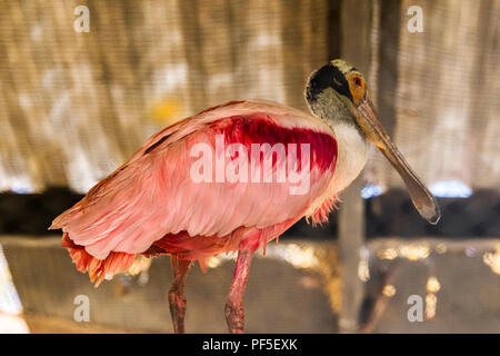 Rosalöffler am Phoenix Zoo Stockfoto