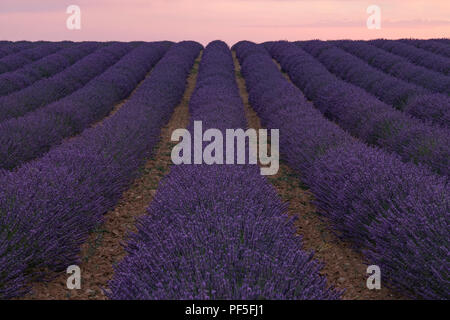 Einem Lavendelfeld in der Abendsonne in der Provence, Frankreich Stockfoto
