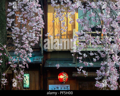 Kirschblüte in Kyoto. Stockfoto