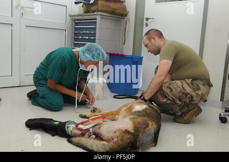 Alex ist eine militärische Arbeitshund mit dem 16 Military Police Brigade, die in Afghanistan verletzt wurde. Wie service Mitglieder, wenn ein Mwd ist in Theater verletzt, sie sind medizinisch nach Deutschland evakuiert. Aber statt in Landstuhl Regional Medical Center, sind sie zu Veterinary Medical Center Europa transportiert. Alex machte Chirurgie, als er an VMCE angekommen und werden auch weiterhin behandelt zu werden und es wiederherstellen. Stockfoto