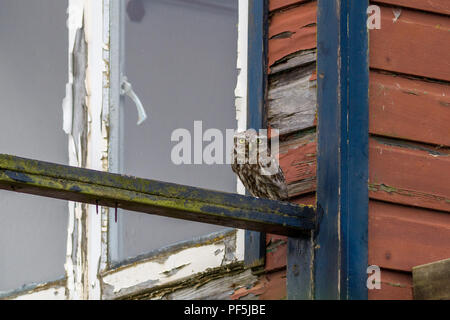 Kleine Eule sitzen auf einem verfallenen Sommerhaus Stockfoto
