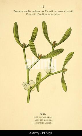 Atlas de Poche des Plantes des champs, des Prairies et des Bois (Platte 121) Stockfoto