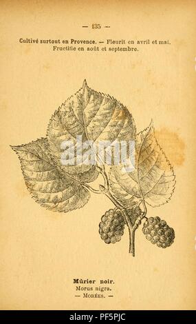 Atlas de Poche des Plantes des champs, des Prairies et des Bois (Platte 135) Stockfoto
