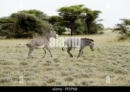 Die männlichen Grevy Zebra ein anderes Jagen aus seinem Hoheitsgebiet, Buffalo Springs/Samburu Game Reserve, Kenia Stockfoto