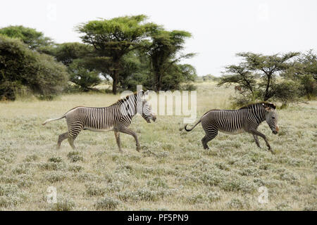 Die männlichen Grevy Zebra ein anderes Jagen aus seinem Hoheitsgebiet, Buffalo Springs/Samburu Game Reserve, Kenia Stockfoto