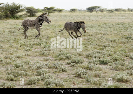 Die männlichen Grevy Zebra ein anderes Jagen aus seinem Hoheitsgebiet, Buffalo Springs/Samburu Game Reserve, Kenia Stockfoto