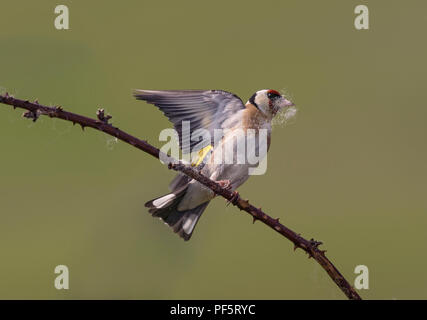 Europäische Stieglitz, Carduelis carduelis, sammeln Wolle aus dornbusch für Nesting Material, Lancashire, Großbritannien Stockfoto