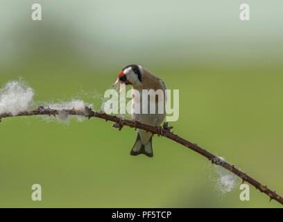 Europäische Stieglitz, Carduelis carduelis, sammeln Wolle aus dornbusch für Nesting Material, Lancashire, Großbritannien Stockfoto