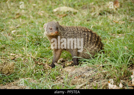 Banded mongoose im Gras sitzen, Masai Mara, Kenia Stockfoto