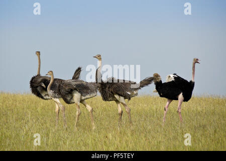 Männliche Massai ostrich Aufrunden juvenile Strauße, Masai Mara, Kenia Stockfoto