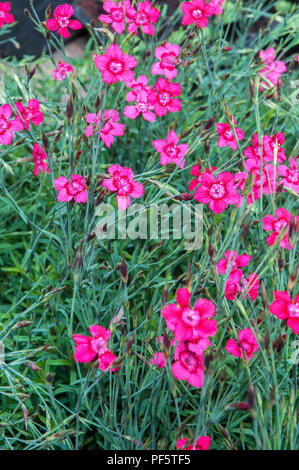 Dianthus Rot (Blitzlicht) in flower bed Stockfoto