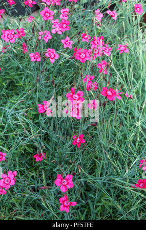 Dianthus Rot (Blitzlicht) in flower bed Stockfoto