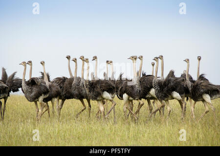 Scharen von Jugendlichen Masai Strauße, Masai Mara, Kenia Stockfoto