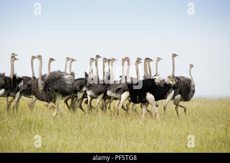 Männliche Massai ostrich Rundung auf eine Herde von Jungfischen von Straußen, Masai Mara, Kenia Stockfoto