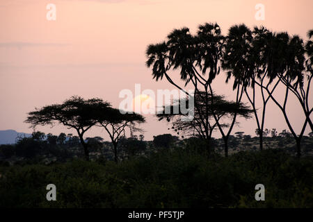 Misty sunrise zwischen doum Palmen und Akazien, Samburu Game Reserve, Kenia Stockfoto