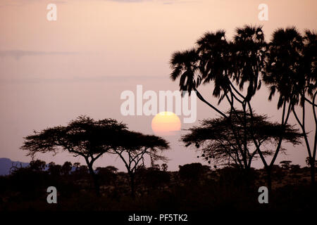 Misty sunrise zwischen doum Palmen und Akazien, Samburu Game Reserve, Kenia Stockfoto