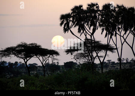 Misty sunrise zwischen doum Palmen und Akazien, Samburu Game Reserve, Kenia Stockfoto