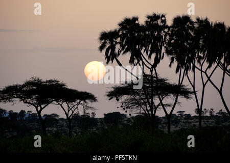 Misty sunrise zwischen doum Palmen und Akazien, Samburu Game Reserve, Kenia Stockfoto