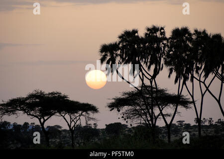 Misty sunrise zwischen doum Palmen und Akazien, Samburu Game Reserve, Kenia Stockfoto